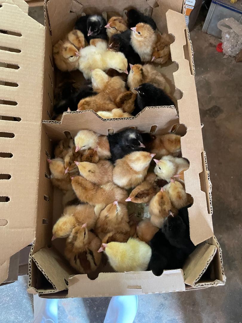 NutroServ Ventures Ltds