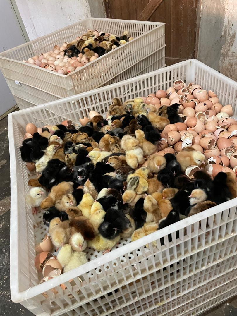 NutroServ Ventures Ltds